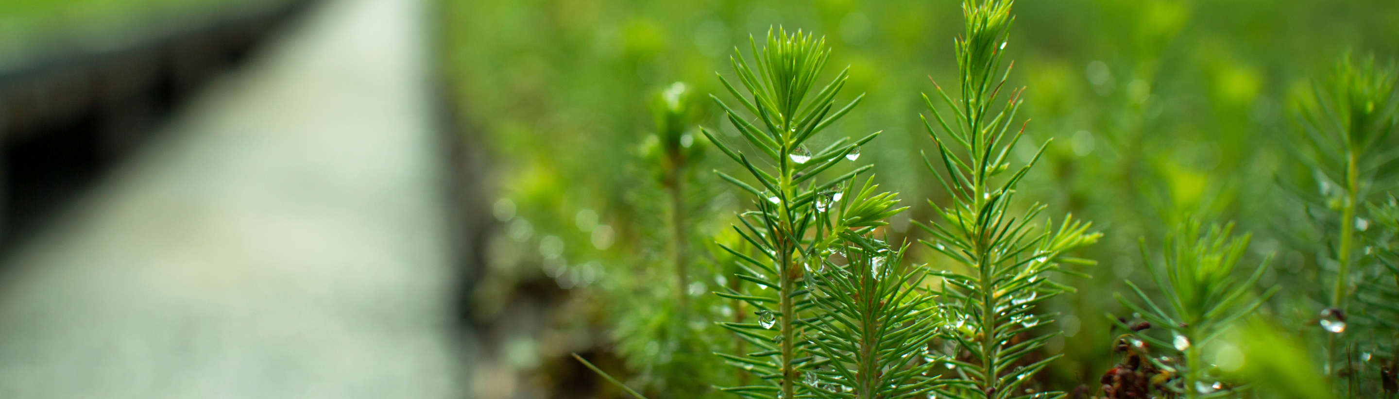 close-up picture of pines