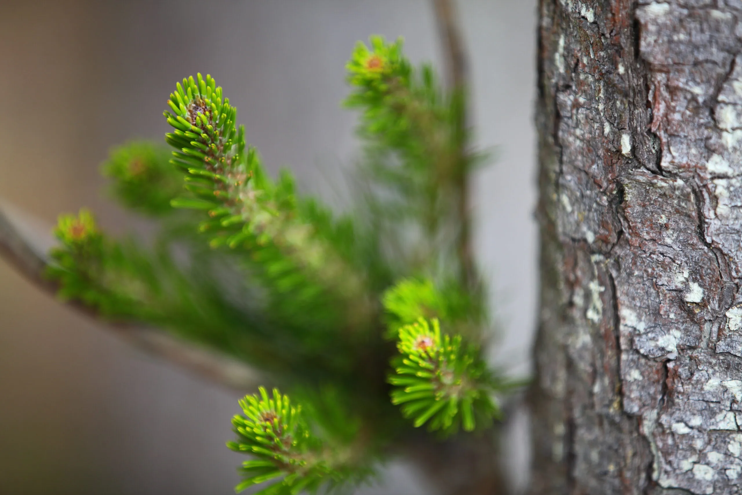  pine tree